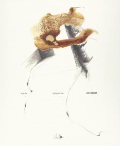 virtualità acquavita ma 15